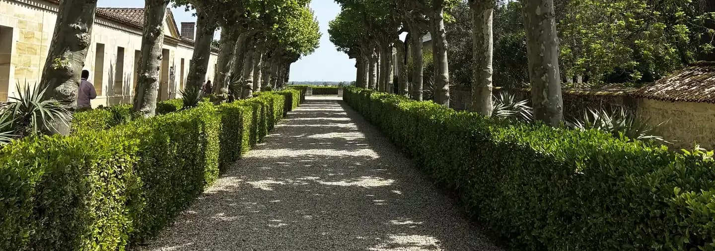 Platanenallee von Château Montrose — eigene Aufnahme von der Primeur-Reise
