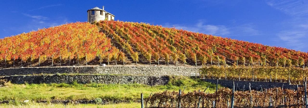 Herbstliche Weinberge in Italien — Motiv für Apulien