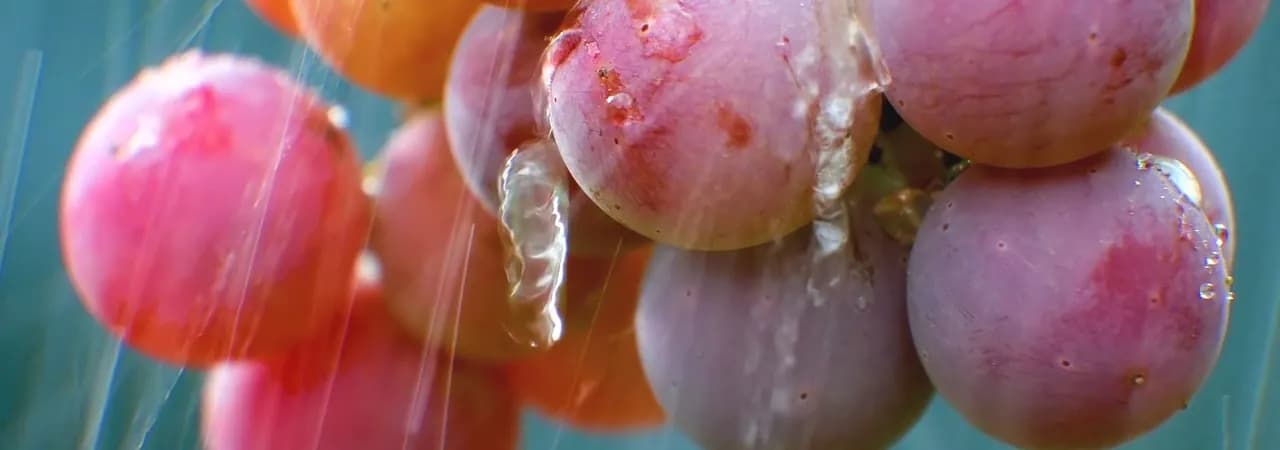Rote Trauben am Rebstock — Pinot Noir
