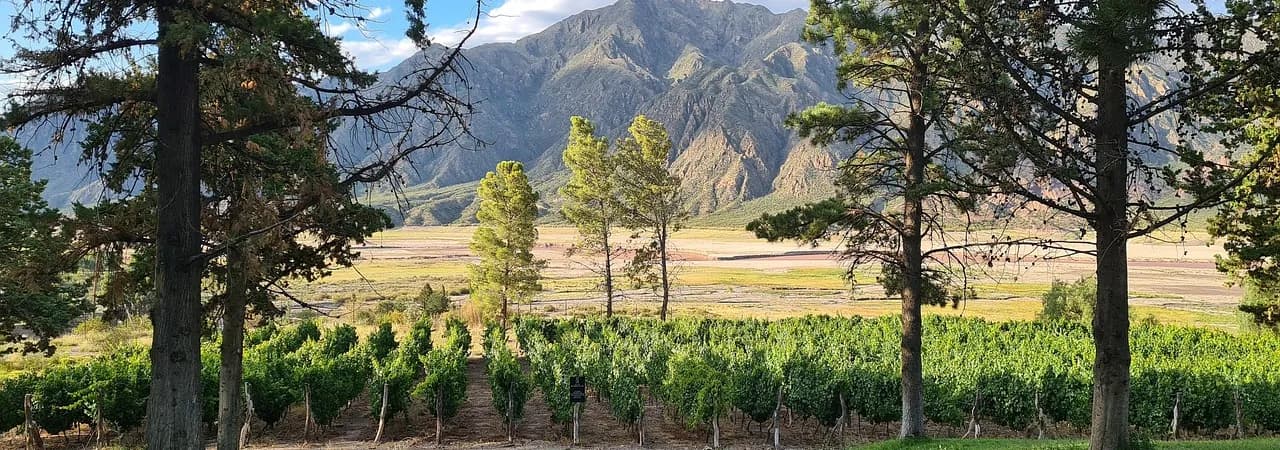 Weinberge vor den Anden bei Mendoza, Argentinien