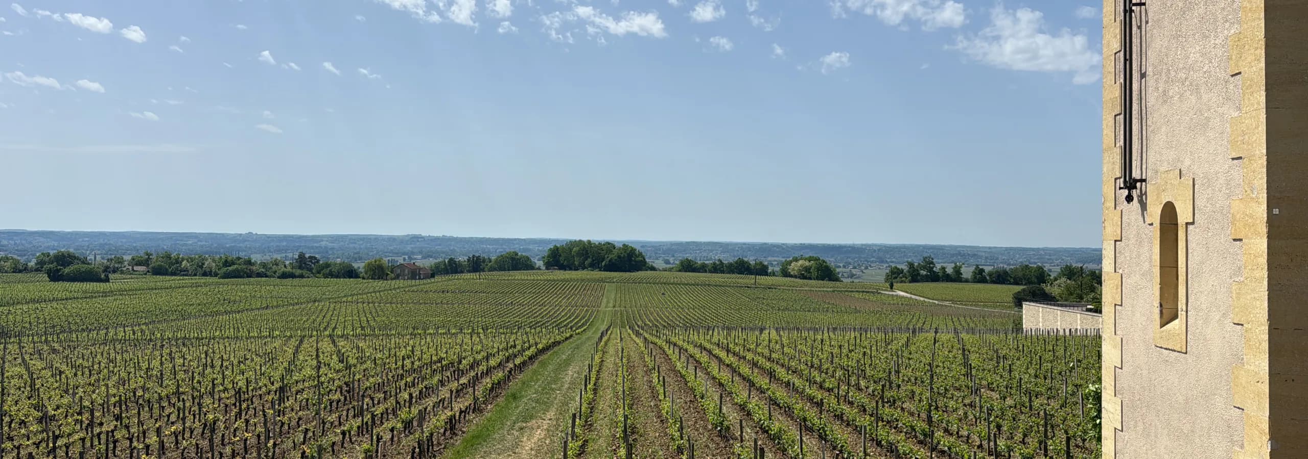Grüne Rebzeilen unter weitem Himmel am Château-Turm — eigene Aufnahme von der Primeur-Reise