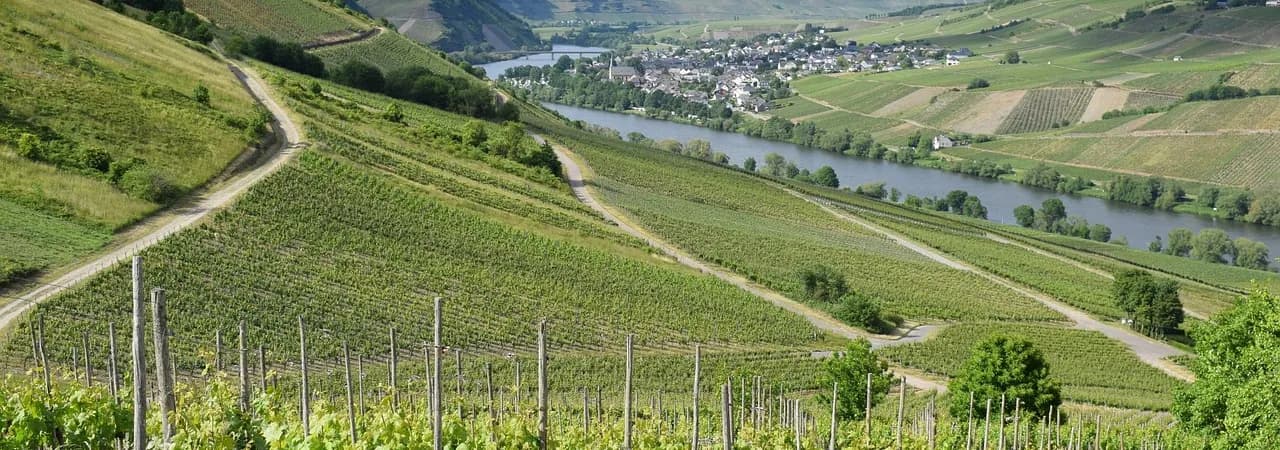 Moselschleife mit Steillagen-Weinbergen