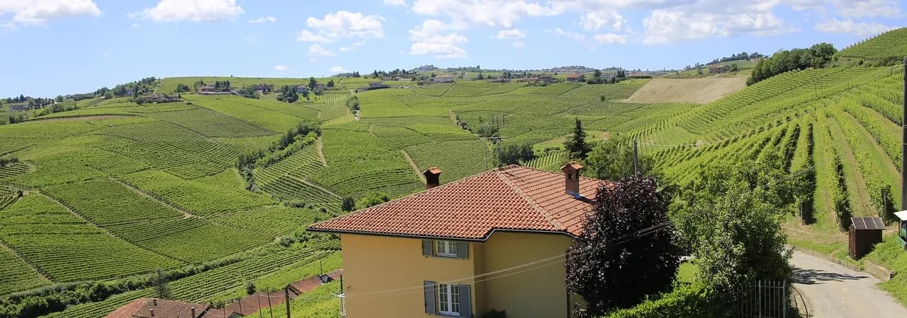 Weinberge im Piemont