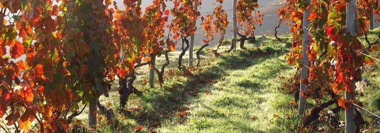 Herbstliche Rebzeilen im Douro-Tal, Portugal