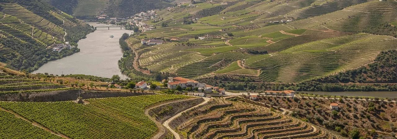 Terrassierte Weinberge im Douro-Tal