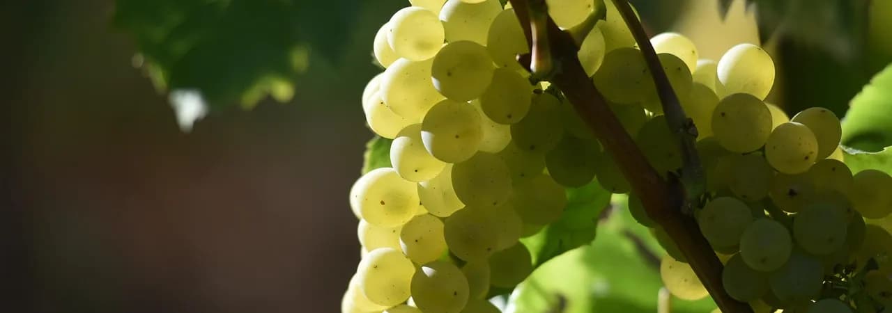 Helle Trauben am Rebstock — Chardonnay