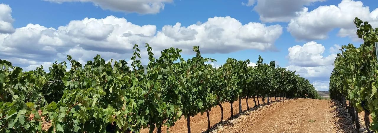 Rebfelder in La Rioja