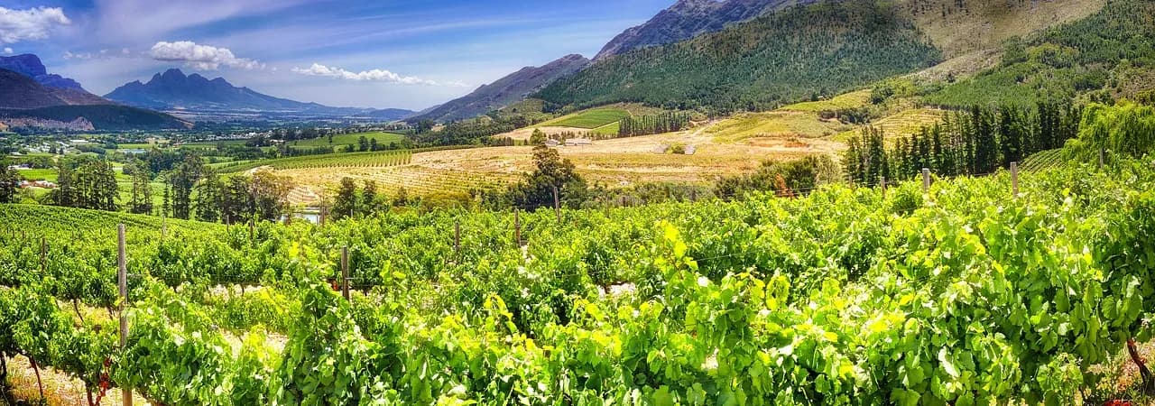 Weinberge bei Stellenbosch, Südafrika