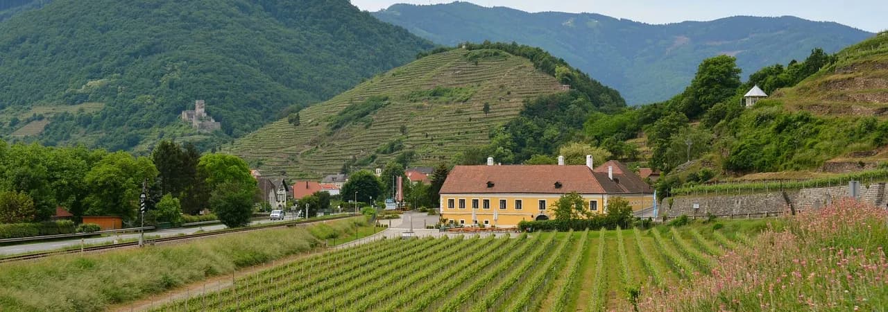 Donautal mit Weinbergen in der Wachau